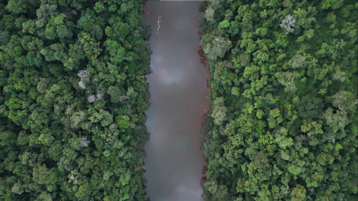 Sostener lo que queda: experiencias de cuidado de la Selva Paranaense. Vista aérea de un río rodeado de selva